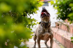 Abogados de Accidentes de Mordida de Perro en San Diego